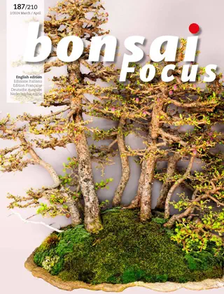 Bonsai Focus - March/April 2024